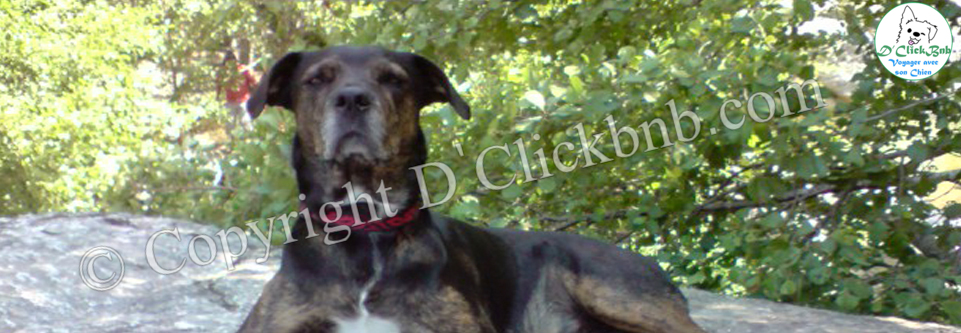 Chien en Corse