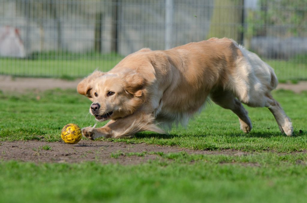 Adopter Un Chien Les Refuges Animaliers et SPA D'ClickBnb