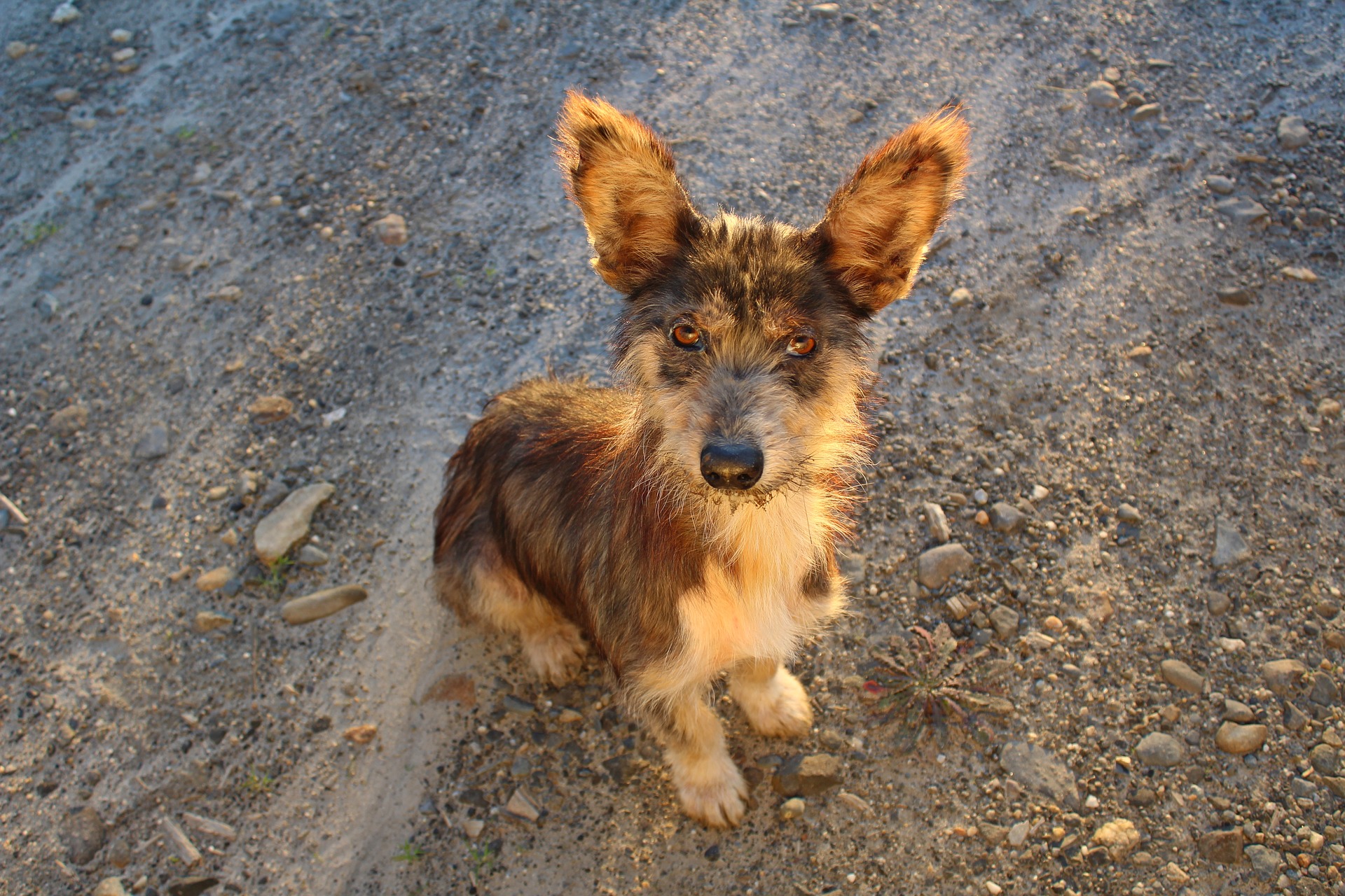 Adopter Un Chien Les Annonces Entre Particuliers D